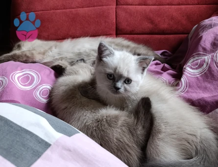 2ay yavru kedi dişi. British Blü point. Yeni ev arıyor.