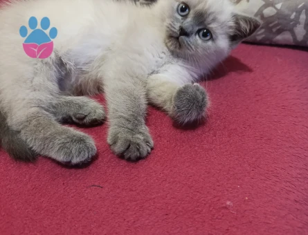 2ay yavru kedi dişi. British Blü point. Yeni ev arıyor.