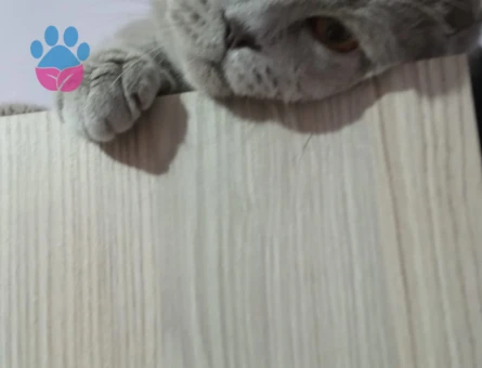British Shorthair Oğlumuz Baran