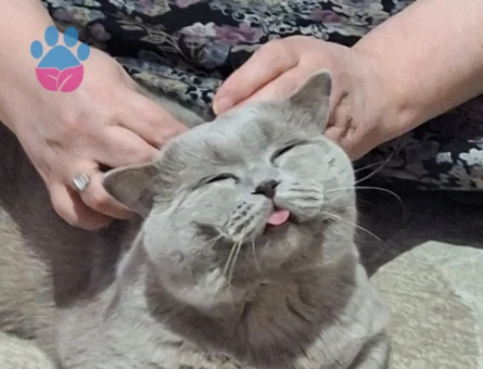 British Shorthair Oğlumuz Baran