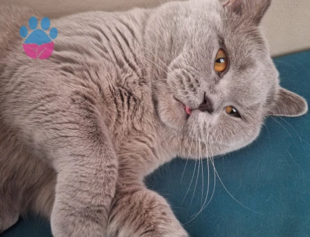 British Shorthair Oğlumuz Baran