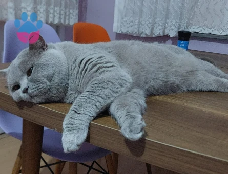 British Shorthair Oğlumuz Baran