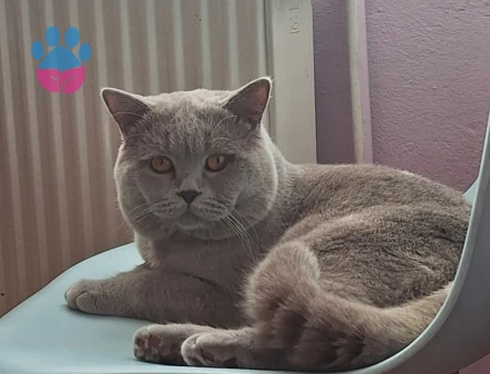 British Shorthair Oğlumuz Baran