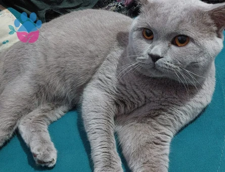British Shorthair Oğlumuz Baran