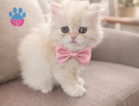 Sevimli 2 Aylık  (Long Hair) Dişi Yavru