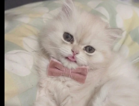 Sevimli 2 Aylık  (Long Hair) Dişi Yavru