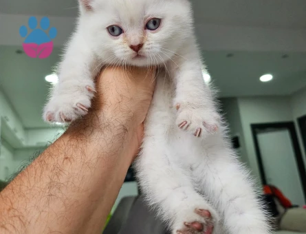 Tatlı british yavrularımız