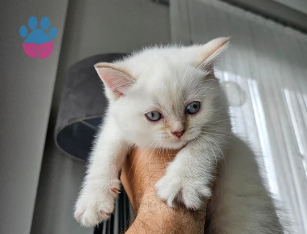 Tatlı british yavrularımız