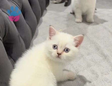 Tatlı british yavrularımız