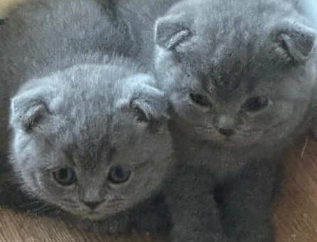 British Shorthair orijinal - 4348