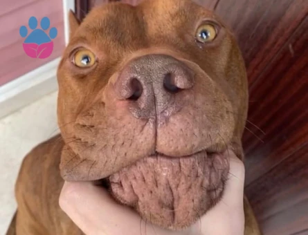 : 7 Yaşında, Kısırlaştırılmış Pitbull "Lucky" Ömürlük Yuvasını Arıyor