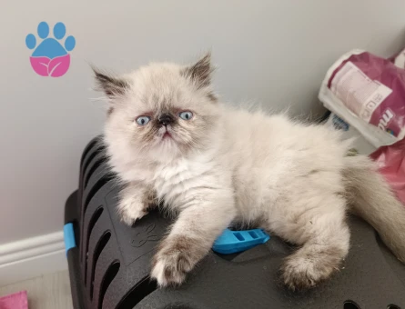 İRAN HİMALAYA SAFKAN YAVRU