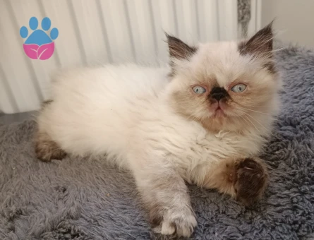 İRAN HİMALAYA SAFKAN YAVRU