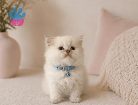 British Longhair Beyaz Erkek Yavrumuz