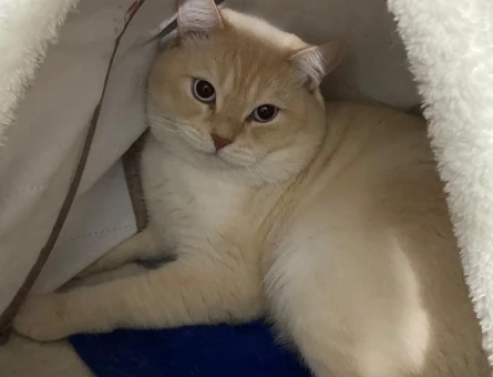 2 Yaşında British Shorthair Yuva Arıyor - 4757