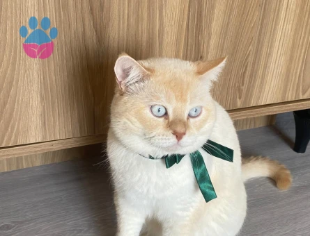 2 Yaşında British Shorthair Yuva Arıyor