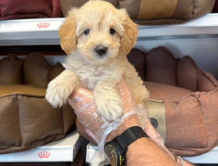MALTİPOO BEBEKLERİMİZ - 5719