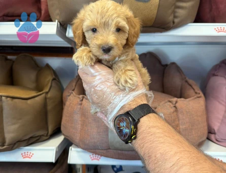 MALTİPOO BEBEKLERİMİZ