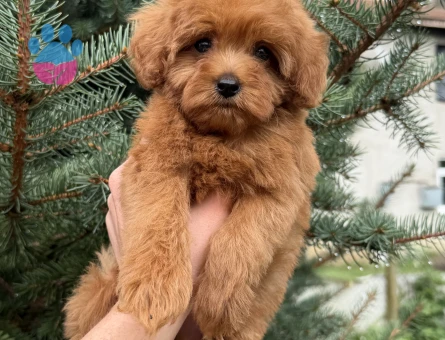 Maltipoo 2 Aylık Köpeğim Yuva Arıyor - 5721
