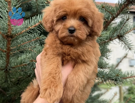 Maltipoo 2 Aylık Köpeğim Yuva Arıyor