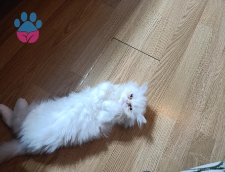 İran chincila