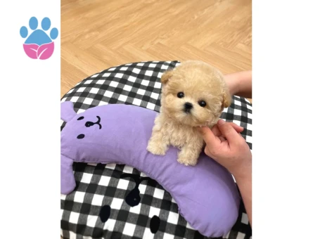 YILDIZIMIZ ARTIK SIZLERLE KORE TOY POODLE YAVRUMUZ - 5725