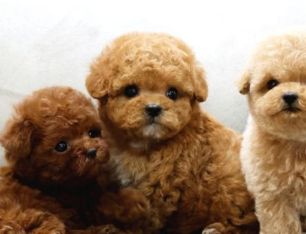 Toy Poodle Bebekleri̇mi̇z - 5728