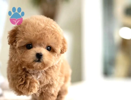 Mükemmel Yavrusu Toy Poodle