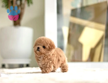 Mükemmel Yavrusu Toy Poodle - 5729