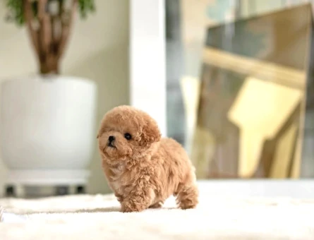 Mükemmel Yavrusu Toy Poodle - 5729