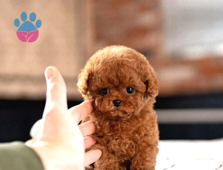 Kore Poodle bebeklerimiz