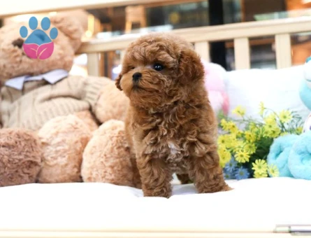 Kore Poodle şeker köpeklerimiz - 5731