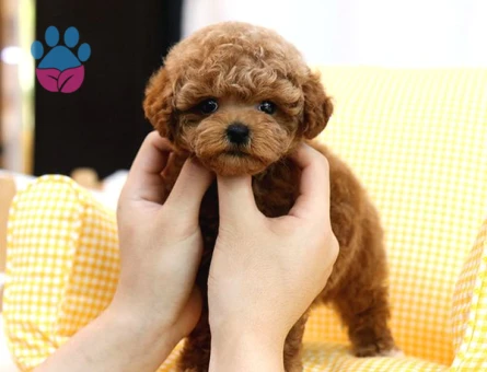 Kore Poodle şeker köpeklerimiz