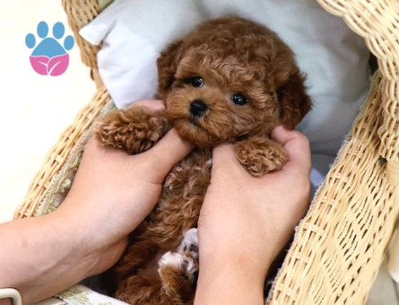 Kore Poodle şeker köpeklerimiz
