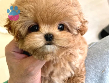 Dünyanın şeker bebekleri Kore Poodle