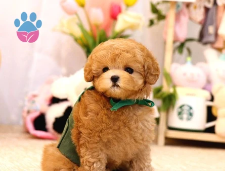 Tatlı bebişler Kore Poodle - 5733