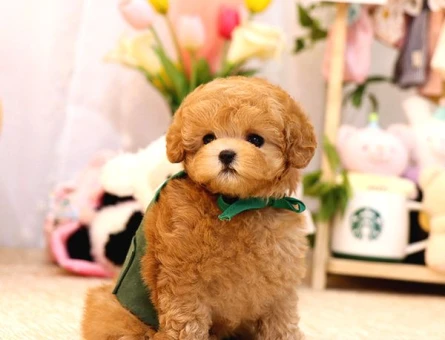Tatlı bebişler Kore Poodle - 5733