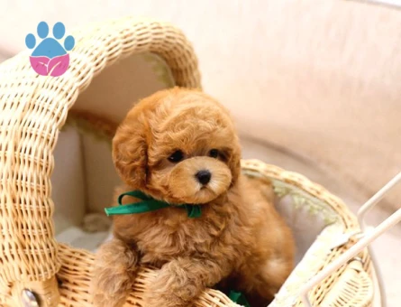Tatlı bebişler Kore Poodle