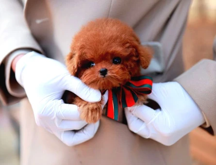 Kore Poodle mucize ötesi bebekler - 5734