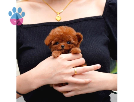 Kore Poodle bebekler - 5735
