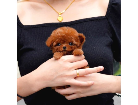 Kore Poodle bebekler - 5735