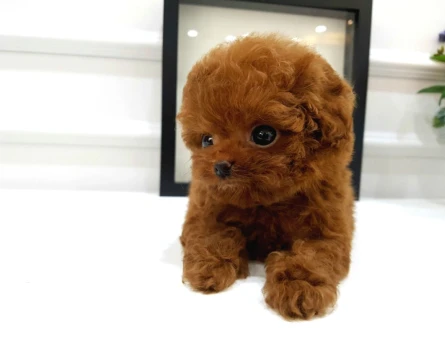 Çocuklarin Mutluluğu Toy Poodle Bebekleri̇m - 5736