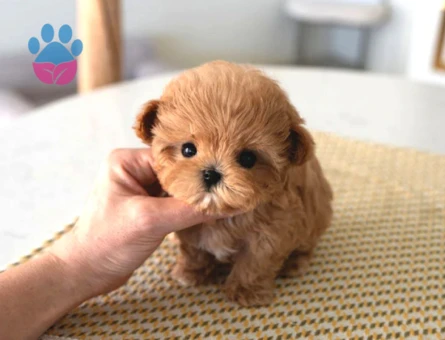 Türkiyenin En Güzel Core Toy Poodle Bebekleri - 5738