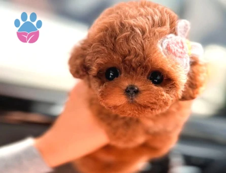 A Şecereli Toy Poodle Yavrularımız Sağlık Ve Irk Garantili - 5739
