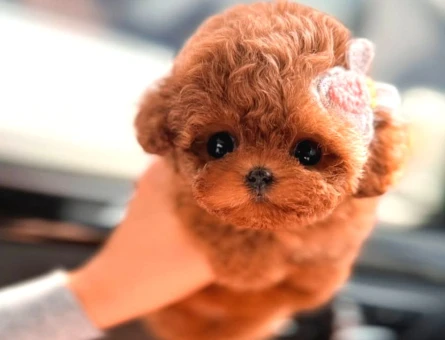 A Şecereli Toy Poodle Yavrularımız Sağlık Ve Irk Garantili - 5739