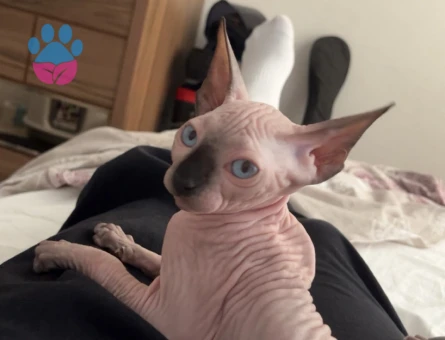 Sfenks cinsi 3 aylık sağlıklı kızımız - 5740