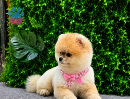 Premium Teddy Face Pomeranian Boo Dişi | Ruhsatlı Üretim | Show Kalite