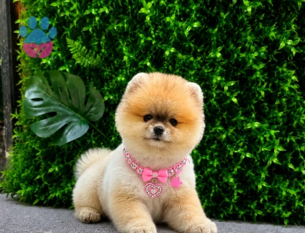 Premium Teddy Face Pomeranian Boo Dişi | Ruhsatlı Üretim | Show Kalite