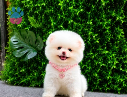 now White Teddy Face Pomeranian Boo Dişi | Ruhsatlı Üretim | Premium Kalite - 5742