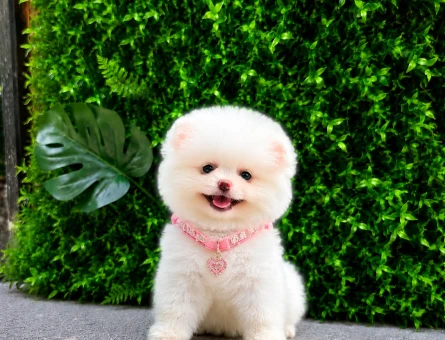 now White Teddy Face Pomeranian Boo Dişi | Ruhsatlı Üretim | Premium Kalite - 5742